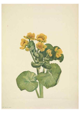 Reproducción/Reproduction 46004494175: North American wild flowers. Washington, D.C. :Smithsonian Institution,1925.. 