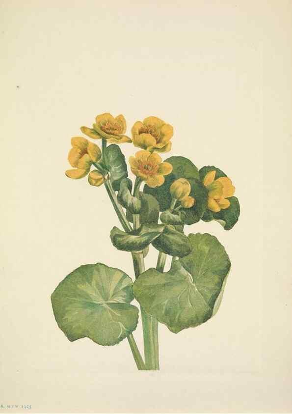 Reproducción/Reproduction 46004494175: North American wild flowers. Washington, D.C. :Smithsonian Institution,1925.. 