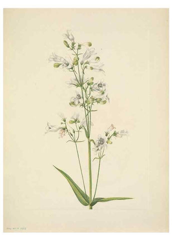 Reproducción/Reproduction 46004495325: North American wild flowers. Washington, D.C. :Smithsonian Institution,1925.. 