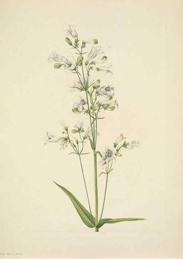 Reproducción/Reproduction 46004495325: North American wild flowers. Washington, D.C. :Smithsonian Institution,1925.. 