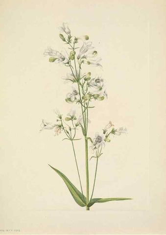 Reproducción/Reproduction 46004495325: North American wild flowers. Washington, D.C. :Smithsonian Institution,1925.. 