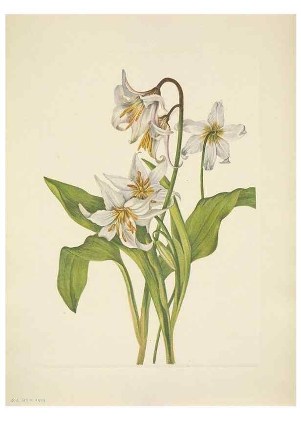 Reproducción/Reproduction 46004488425: North American wild flowers. Washington, D.C. :Smithsonian Institution,1925.. 