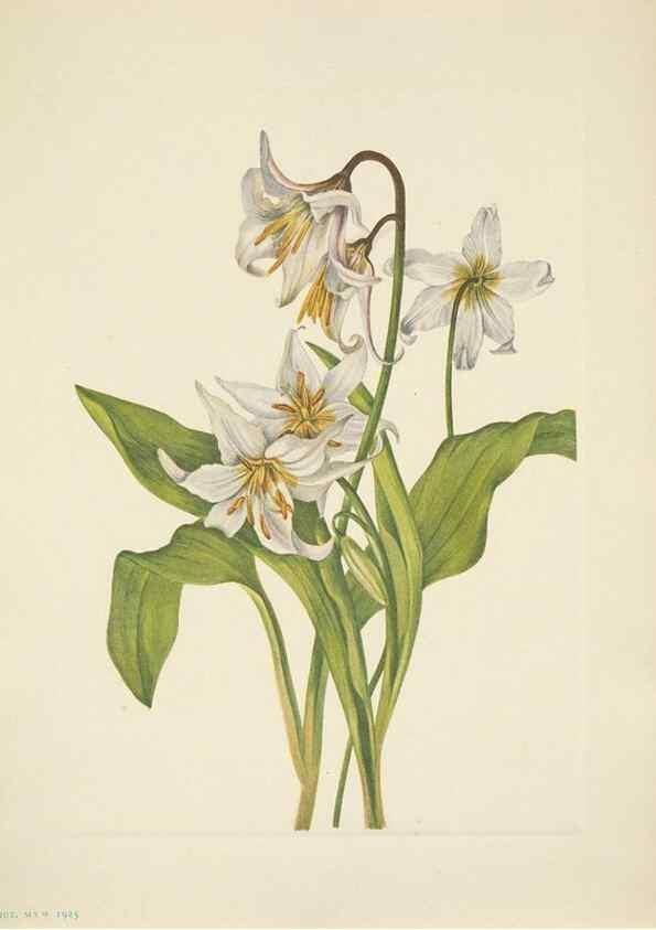 Reproducción/Reproduction 46004488425: North American wild flowers. Washington, D.C. :Smithsonian Institution,1925.. 
