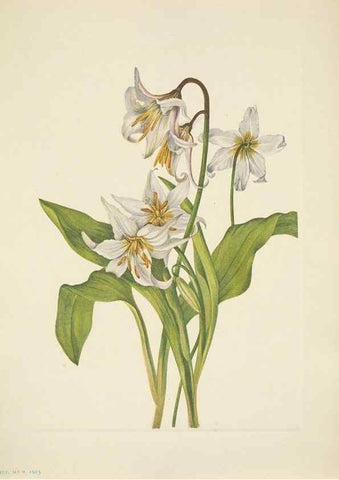 Reproducción/Reproduction 46004488425: North American wild flowers. Washington, D.C. :Smithsonian Institution,1925.. 