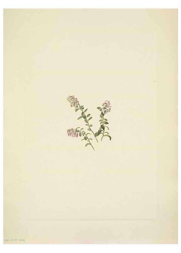 Reproducción/Reproduction 46194063844: North American wild flowers. Washington, D.C. :Smithsonian Institution,1925.. 