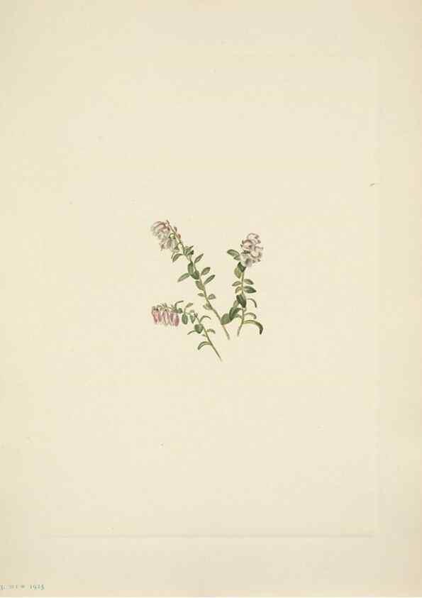 Reproducción/Reproduction 46194063844: North American wild flowers. Washington, D.C. :Smithsonian Institution,1925.. 