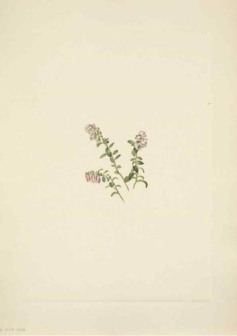 Reproducción/Reproduction 46194063844: North American wild flowers. Washington, D.C. :Smithsonian Institution,1925.. 