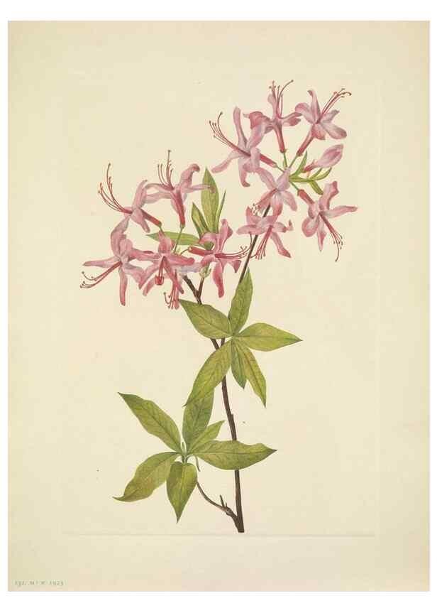 Reproducción/Reproduction 46918865801: North American wild flowers. Washington, D.C. :Smithsonian Institution,1925.. 