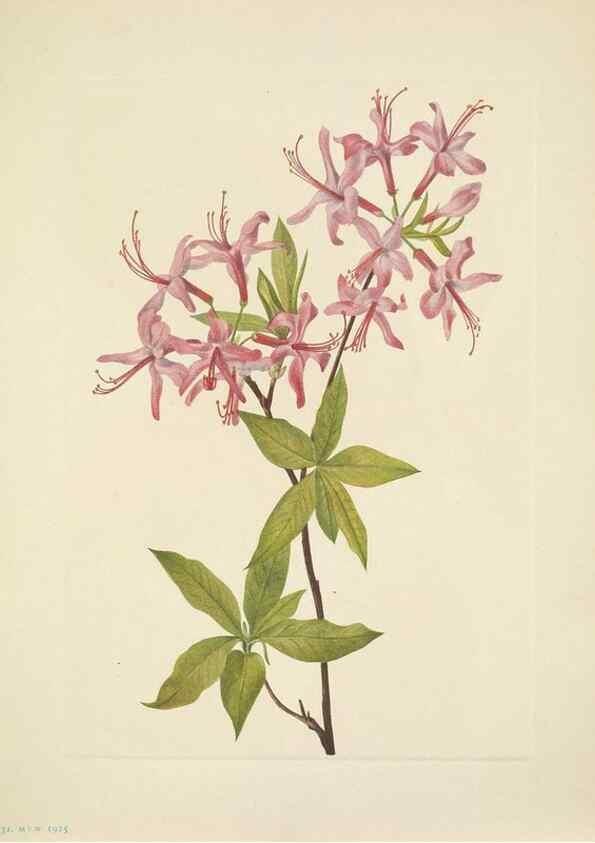 Reproducción/Reproduction 46918865801: North American wild flowers. Washington, D.C. :Smithsonian Institution,1925.. 