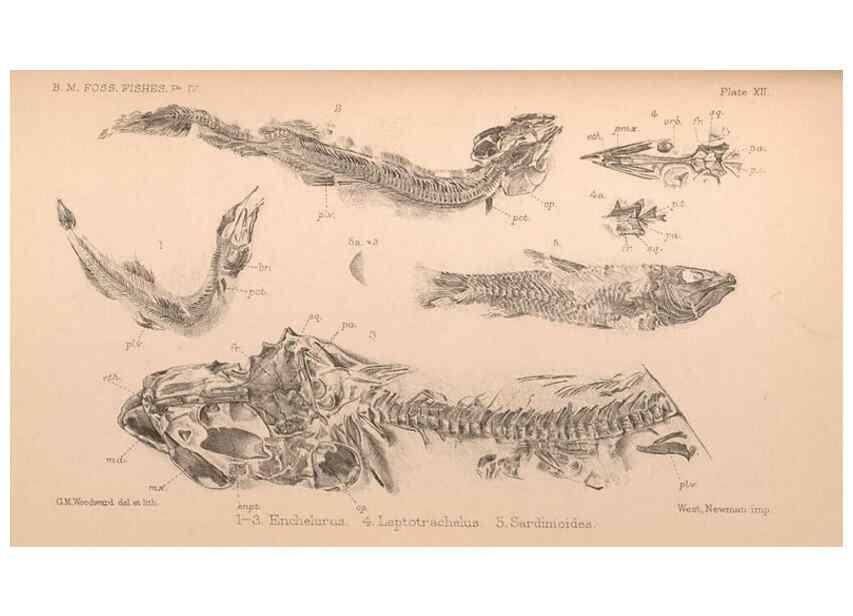 Reproducción/Reproduction 39954159163: Catalogue of the fossil fishes in the British Museum (Natural History) .... London,Printed by order of the Trustees,1889-1901.. 