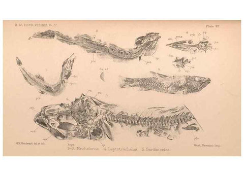 Reproducción/Reproduction 39954159163: Catalogue of the fossil fishes in the British Museum (Natural History) .... London,Printed by order of the Trustees,1889-1901.. 