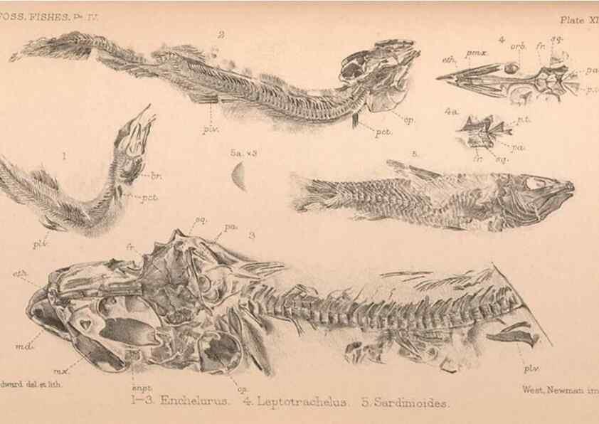 Reproducción/Reproduction 39954159163: Catalogue of the fossil fishes in the British Museum (Natural History) .... London,Printed by order of the Trustees,1889-1901.. 