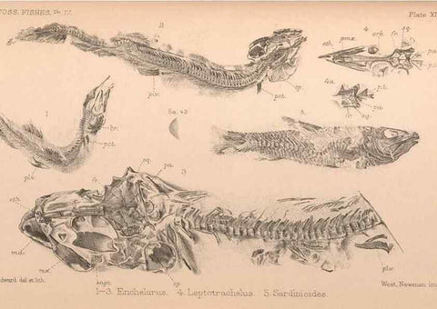 Reproducción/Reproduction 39954159163: Catalogue of the fossil fishes in the British Museum (Natural History) .... London,Printed by order of the Trustees,1889-1901.. 