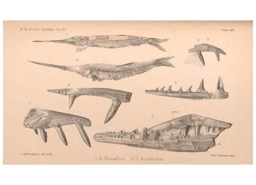Reproducción/Reproduction 46194115564: Catalogue of the fossil fishes in the British Museum (Natural History) .... London,Printed by order of the Trustees,1889-1901.. 