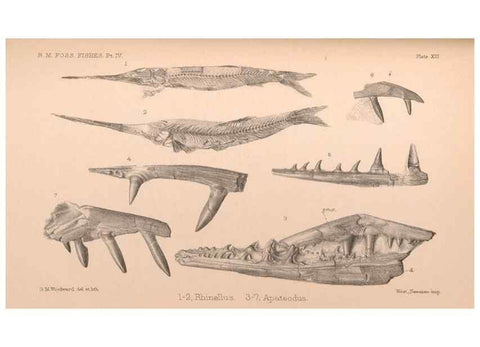 Reproducción/Reproduction 46194115564: Catalogue of the fossil fishes in the British Museum (Natural History) .... London,Printed by order of the Trustees,1889-1901.. 
