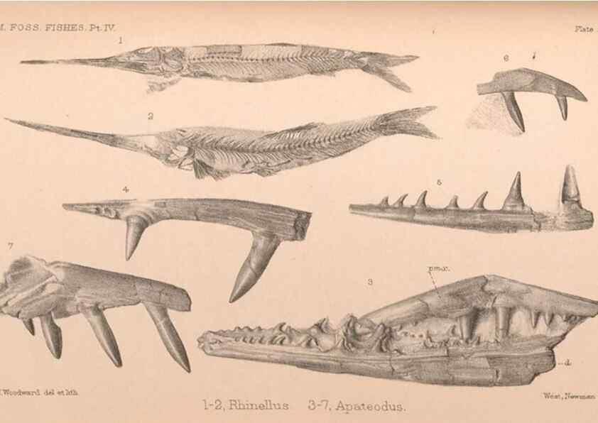 Reproducción/Reproduction 46194115564: Catalogue of the fossil fishes in the British Museum (Natural History) .... London,Printed by order of the Trustees,1889-1901.. 