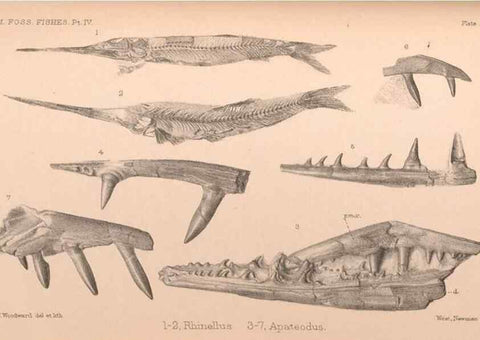 Reproducción/Reproduction 46194115564: Catalogue of the fossil fishes in the British Museum (Natural History) .... London,Printed by order of the Trustees,1889-1901.. 