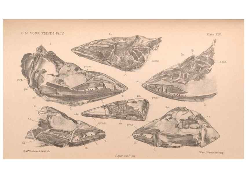 Reproducción/Reproduction 31977757587: Catalogue of the fossil fishes in the British Museum (Natural History) .... London,Printed by order of the Trustees,1889-1901.. 