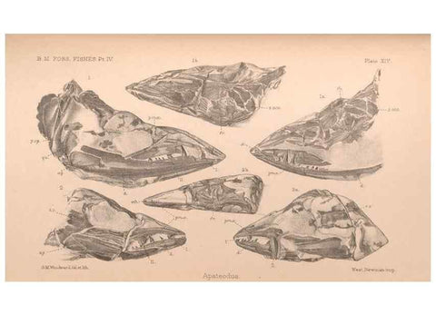 Reproducción/Reproduction 31977757587: Catalogue of the fossil fishes in the British Museum (Natural History) .... London,Printed by order of the Trustees,1889-1901.. 