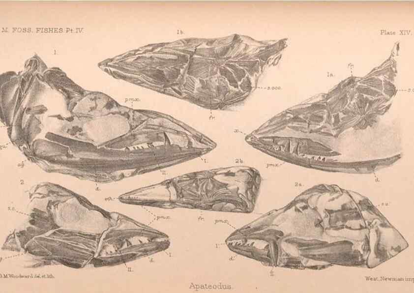 Reproducción/Reproduction 31977757587: Catalogue of the fossil fishes in the British Museum (Natural History) .... London,Printed by order of the Trustees,1889-1901.. 