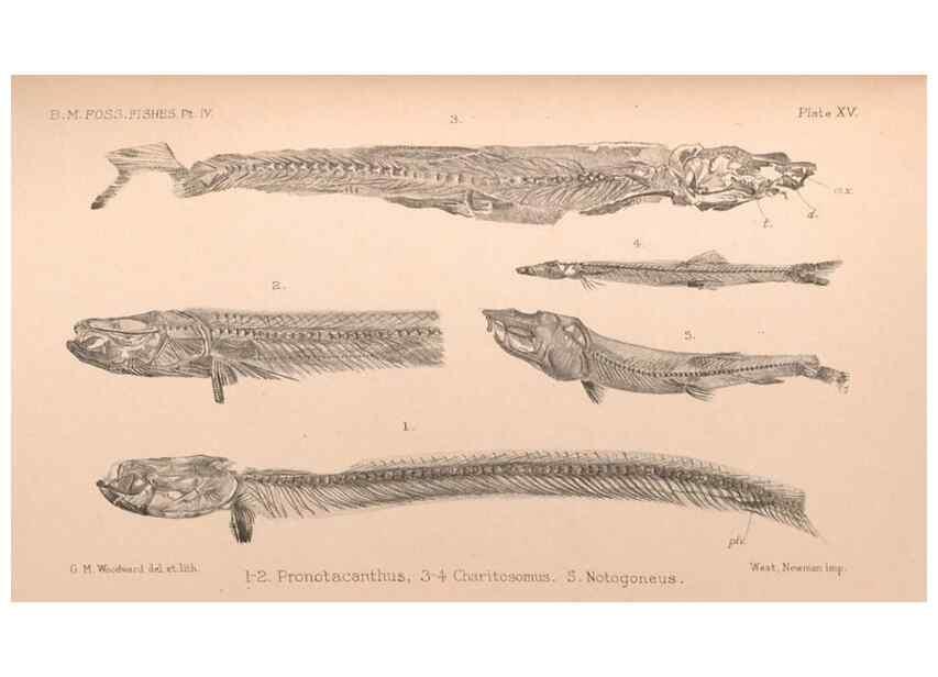 Reproducción/Reproduction 46004536745: Catalogue of the fossil fishes in the British Museum (Natural History) .... London,Printed by order of the Trustees,1889-1901.. 