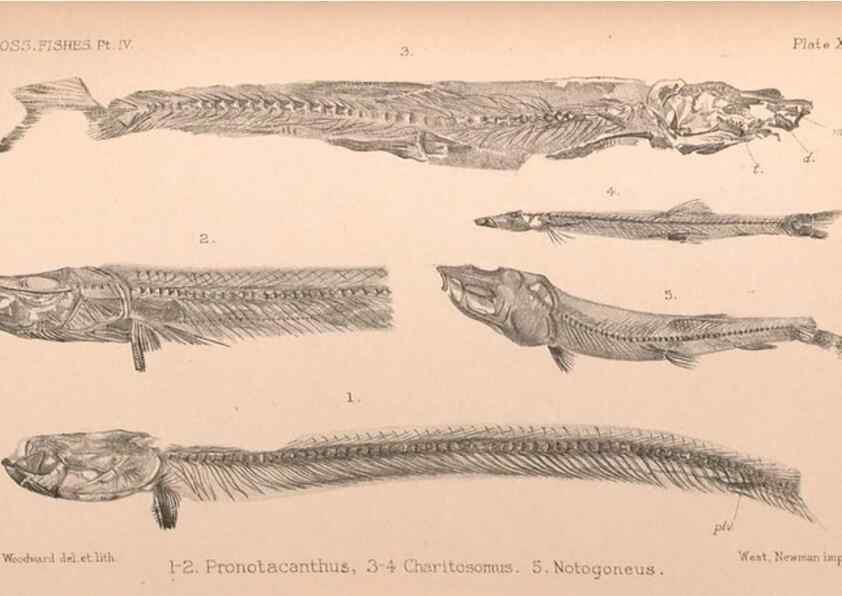 Reproducción/Reproduction 46004536745: Catalogue of the fossil fishes in the British Museum (Natural History) .... London,Printed by order of the Trustees,1889-1901.. 