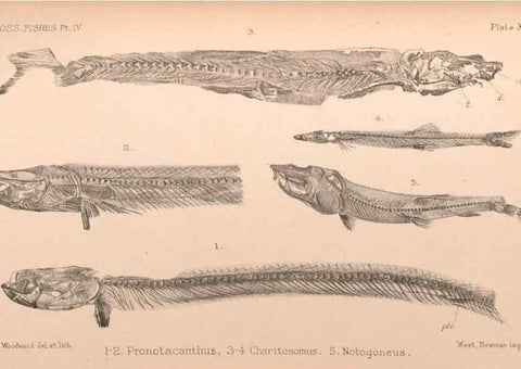 Reproducción/Reproduction 46004536745: Catalogue of the fossil fishes in the British Museum (Natural History) .... London,Printed by order of the Trustees,1889-1901.. 