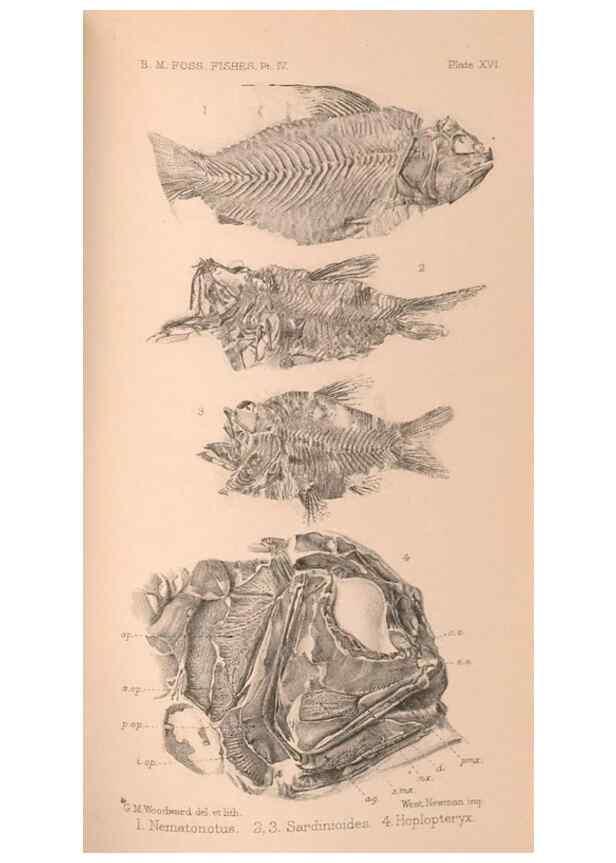 Reproducción/Reproduction 46004537445: Catalogue of the fossil fishes in the British Museum (Natural History) .... London,Printed by order of the Trustees,1889-1901.. 