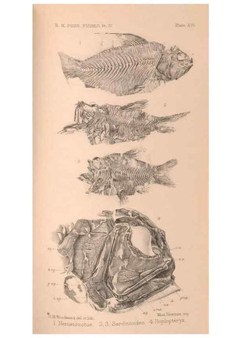 Reproducción/Reproduction 46004537445: Catalogue of the fossil fishes in the British Museum (Natural History) .... London,Printed by order of the Trustees,1889-1901.. 