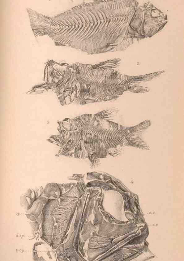Reproducción/Reproduction 46004537445: Catalogue of the fossil fishes in the British Museum (Natural History) .... London,Printed by order of the Trustees,1889-1901.. 