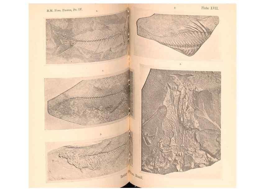 Reproducción/Reproduction 33043576648: Catalogue of the fossil fishes in the British Museum (Natural History) .... London,Printed by order of the Trustees,1889-1901.. 