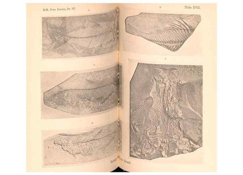 Reproducción/Reproduction 33043576648: Catalogue of the fossil fishes in the British Museum (Natural History) .... London,Printed by order of the Trustees,1889-1901.. 