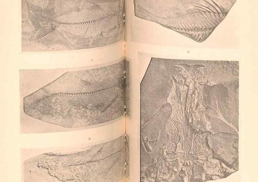 Reproducción/Reproduction 33043576648: Catalogue of the fossil fishes in the British Museum (Natural History) .... London,Printed by order of the Trustees,1889-1901.. 