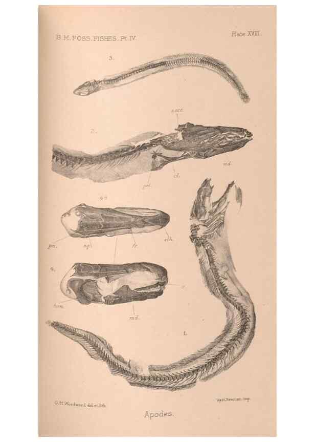 Reproducción/Reproduction 46866786372: Catalogue of the fossil fishes in the British Museum (Natural History) .... London,Printed by order of the Trustees,1889-1901.. 