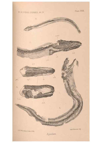 Reproducción/Reproduction 46866786372: Catalogue of the fossil fishes in the British Museum (Natural History) .... London,Printed by order of the Trustees,1889-1901.. 