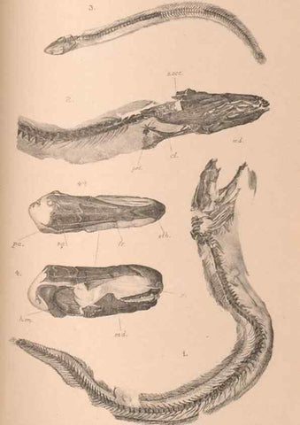 Reproducción/Reproduction 46866786372: Catalogue of the fossil fishes in the British Museum (Natural History) .... London,Printed by order of the Trustees,1889-1901.. 