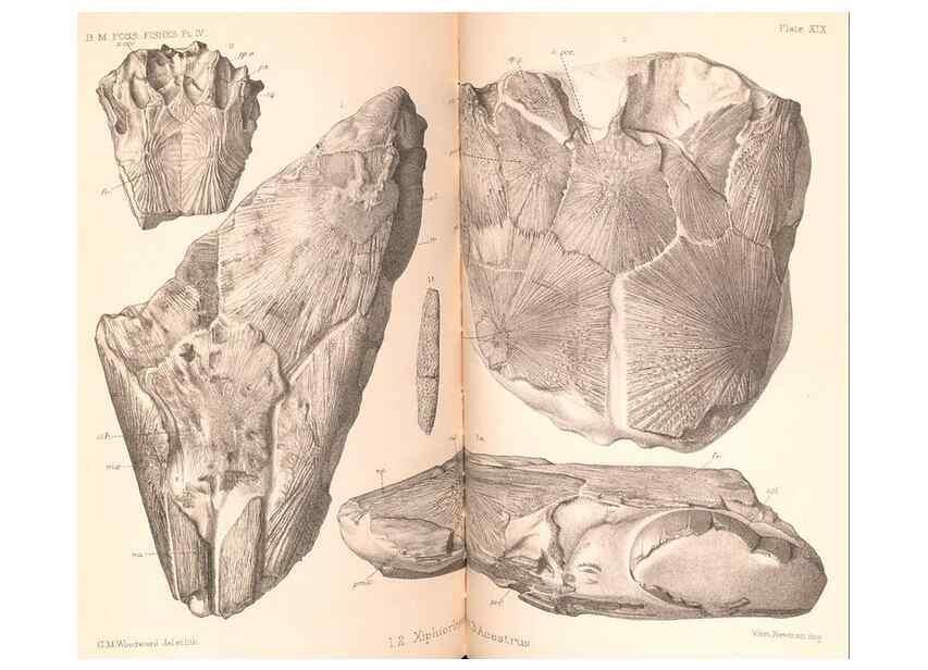 Reproducción/Reproduction 46918906931: Catalogue of the fossil fishes in the British Museum (Natural History) .... London,Printed by order of the Trustees,1889-1901.. 