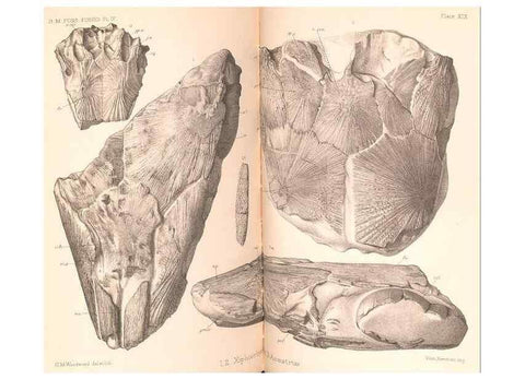 Reproducción/Reproduction 46918906931: Catalogue of the fossil fishes in the British Museum (Natural History) .... London,Printed by order of the Trustees,1889-1901.. 