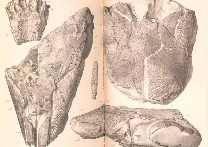 Reproducción/Reproduction 46918906931: Catalogue of the fossil fishes in the British Museum (Natural History) .... London,Printed by order of the Trustees,1889-1901.. 