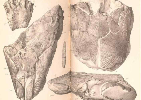 Reproducción/Reproduction 46918906931: Catalogue of the fossil fishes in the British Museum (Natural History) .... London,Printed by order of the Trustees,1889-1901.. 