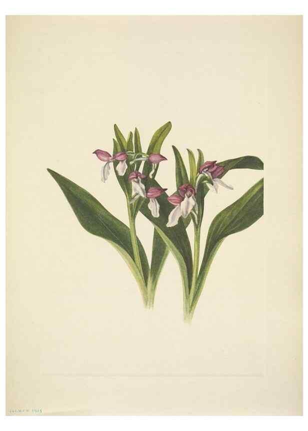 Reproducción/Reproduction 33043657118: North American wild flowers. Washington, D.C. :Smithsonian Institution,1925.. 