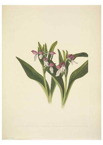 Reproducción/Reproduction 33043657118: North American wild flowers. Washington, D.C. :Smithsonian Institution,1925.. 