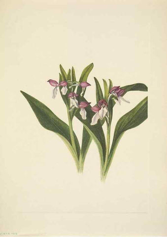 Reproducción/Reproduction 33043657118: North American wild flowers. Washington, D.C. :Smithsonian Institution,1925.. 