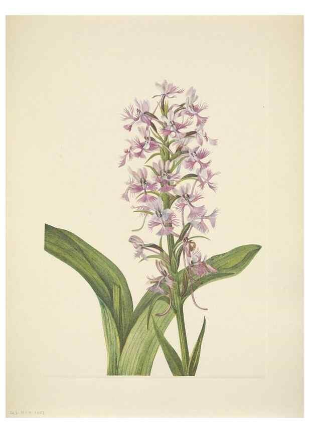 Reproducción/Reproduction 33043659028: North American wild flowers. Washington, D.C. :Smithsonian Institution,1925.. 
