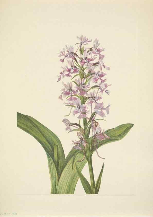 Reproducción/Reproduction 33043659028: North American wild flowers. Washington, D.C. :Smithsonian Institution,1925.. 