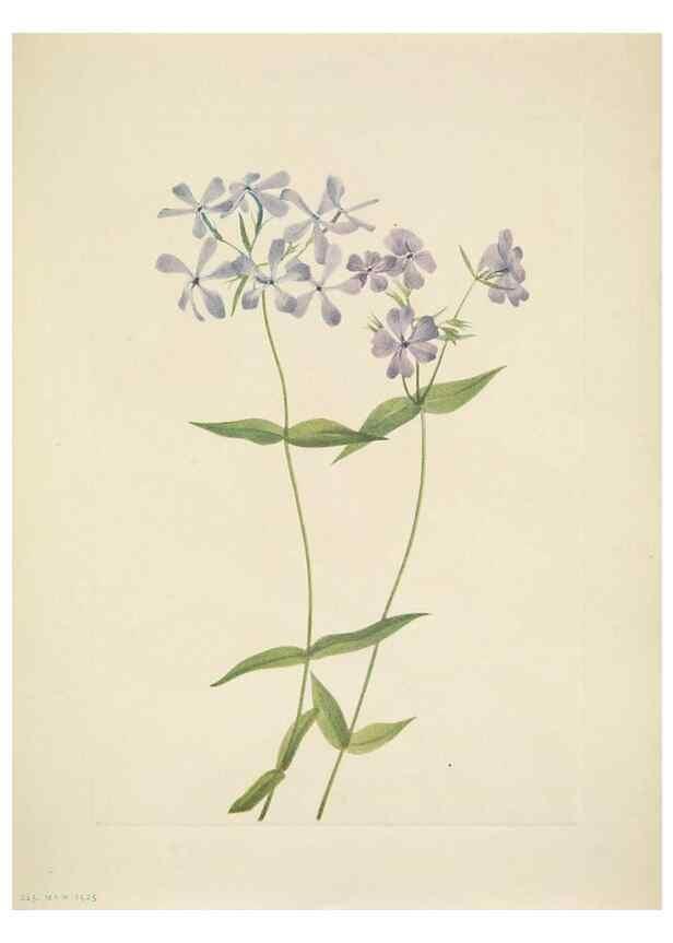 Reproducción/Reproduction 39954234423: North American wild flowers. Washington, D.C. :Smithsonian Institution,1925.. 