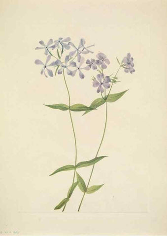 Reproducción/Reproduction 39954234423: North American wild flowers. Washington, D.C. :Smithsonian Institution,1925.. 