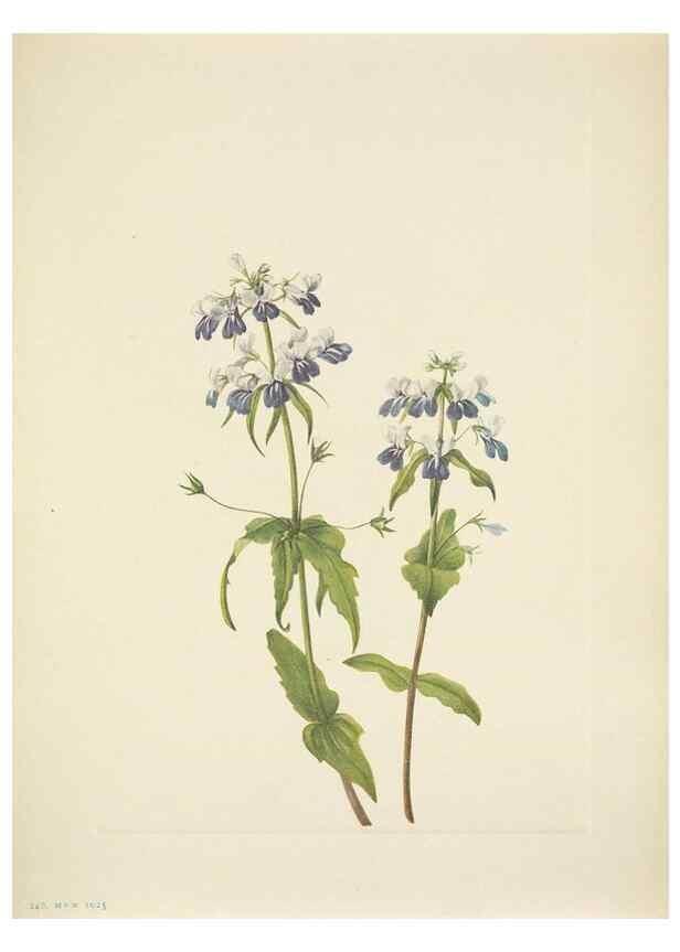 Reproducción/Reproduction 33043661688: North American wild flowers. Washington, D.C. :Smithsonian Institution,1925.. 