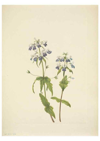 Reproducción/Reproduction 33043661688: North American wild flowers. Washington, D.C. :Smithsonian Institution,1925.. 