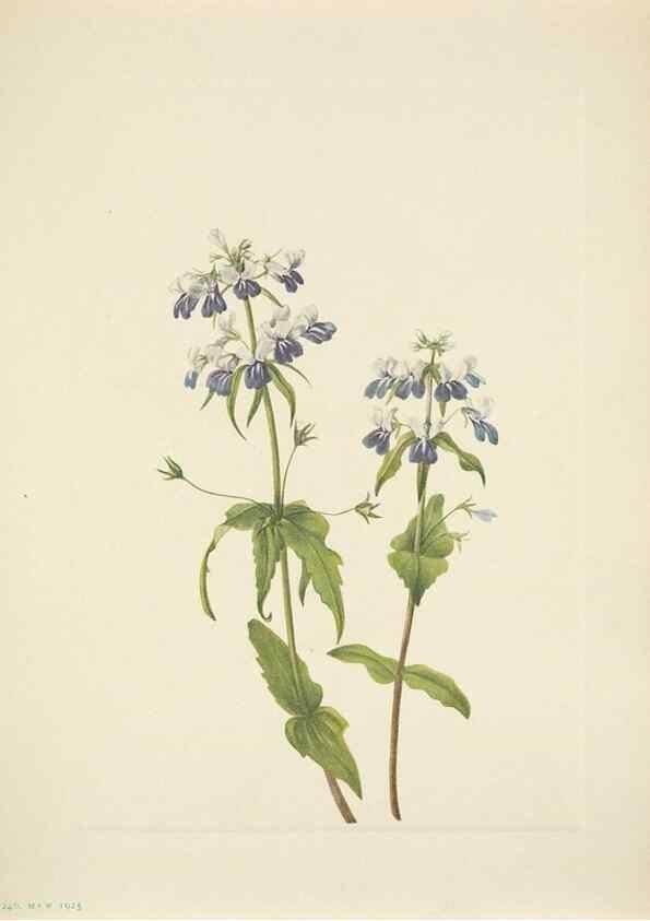 Reproducción/Reproduction 33043661688: North American wild flowers. Washington, D.C. :Smithsonian Institution,1925.. 